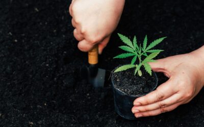 Understanding Cannabis Fertilizers And Nutrients