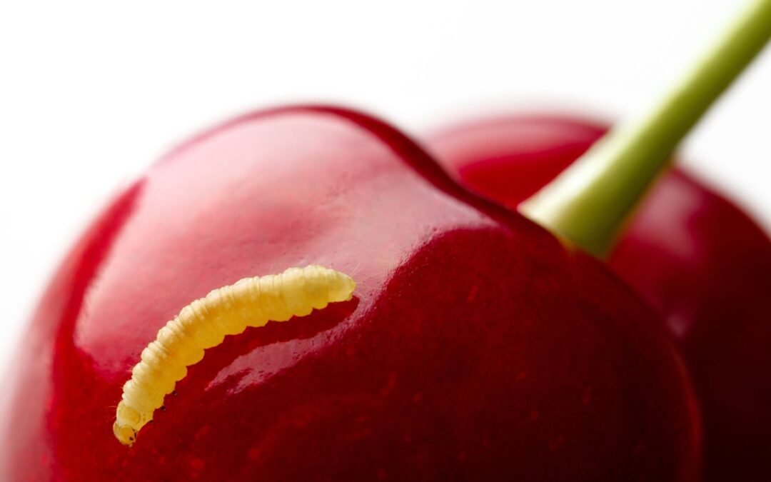 do worms in cherries harm the person eating them?