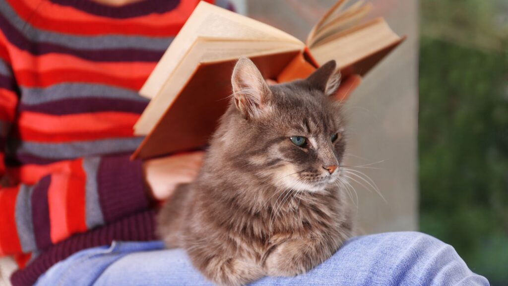 why-does-my-cat-sit-on-my-lap-when-i-poop-understanding-the-cat-s